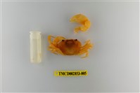 藏品(太魯閣澤蟹)的圖片